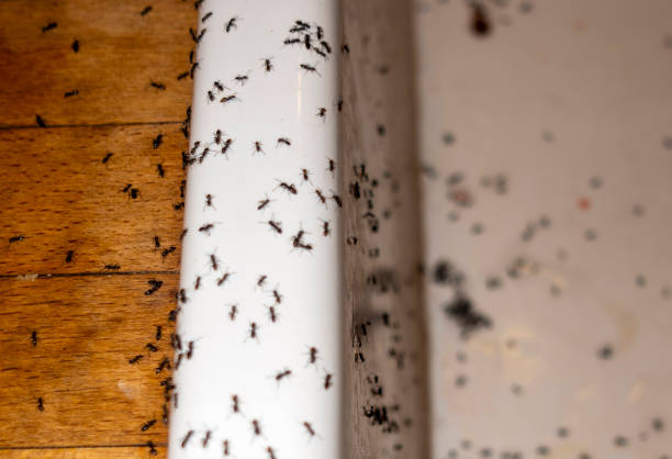 Best Pest Prevention Services  in Cassville, MO